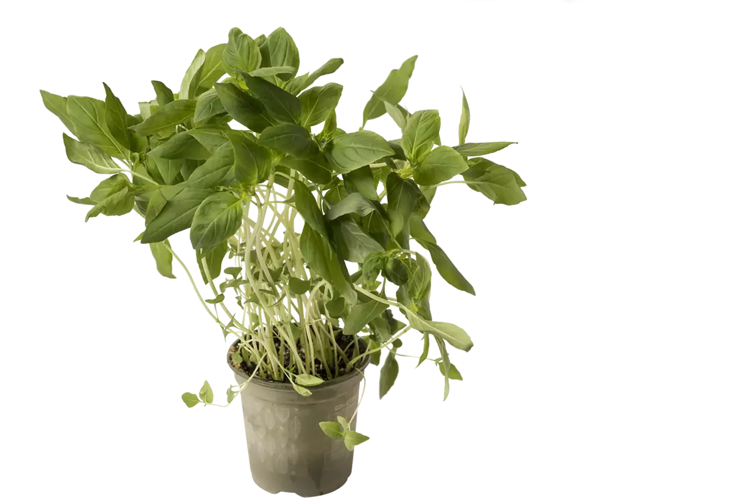 BIO Basilic thai 2pc pièce