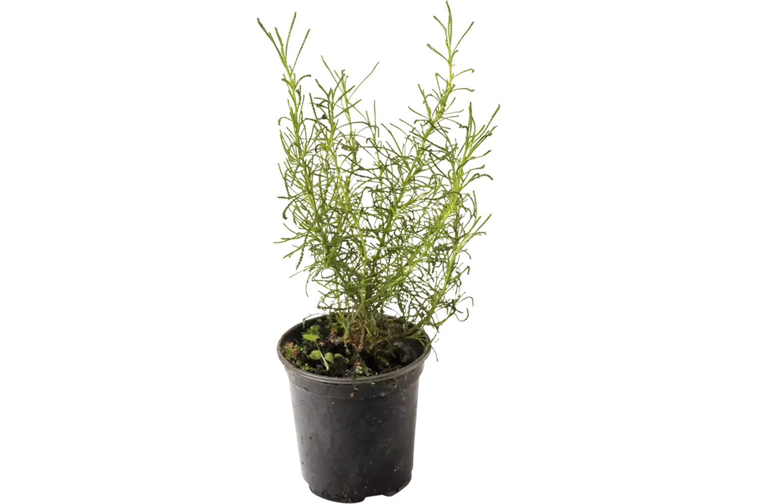 BIO Herbe d'olive 2pc pièce