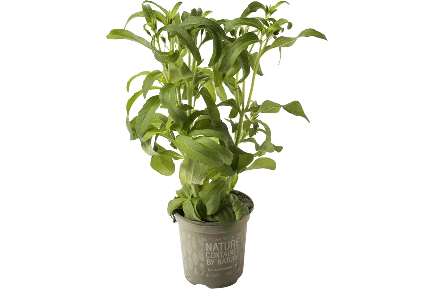 BIO Stevia in pot doos 2st kist 2 stuks