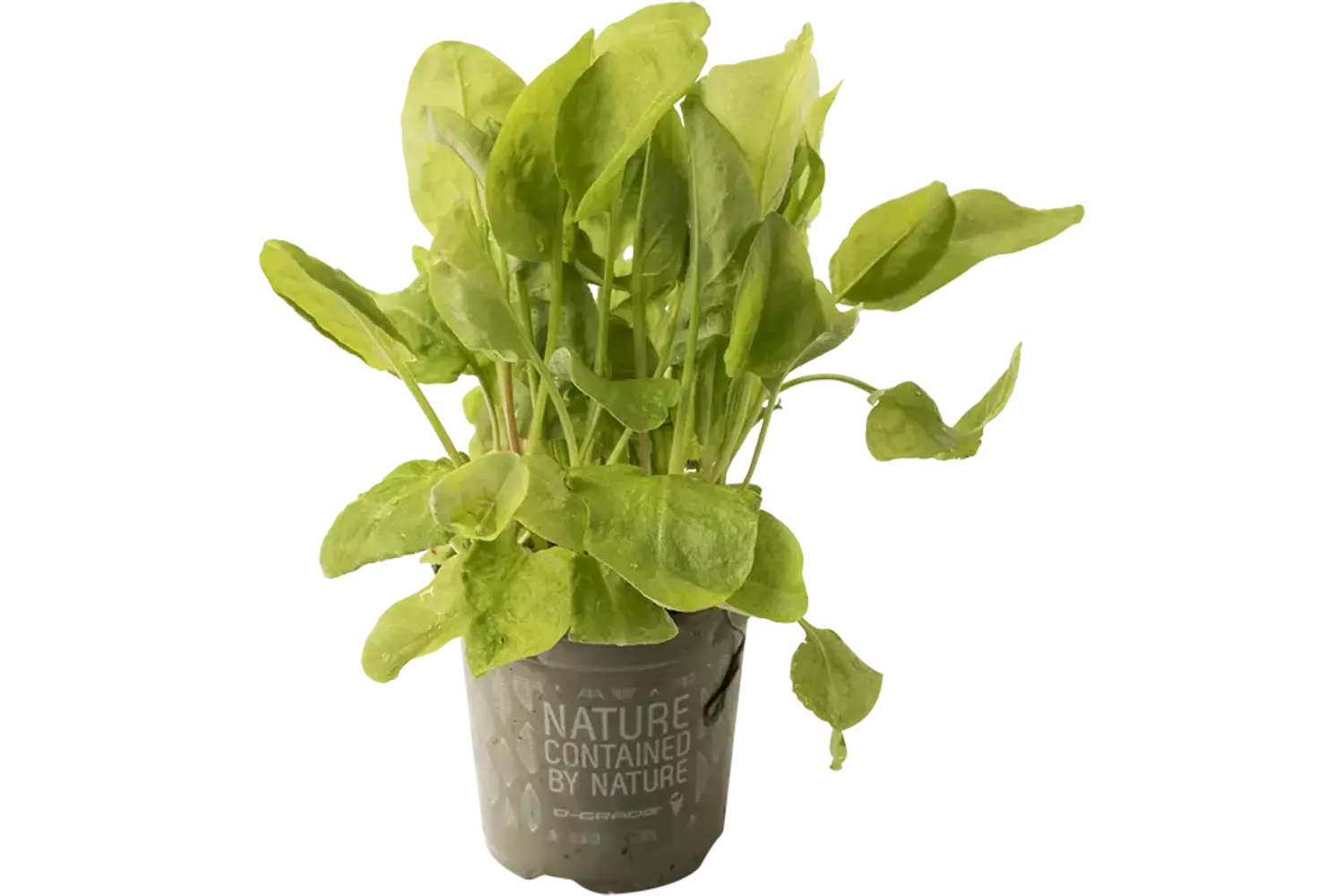 BIO Zuring groen in pot doos 2st