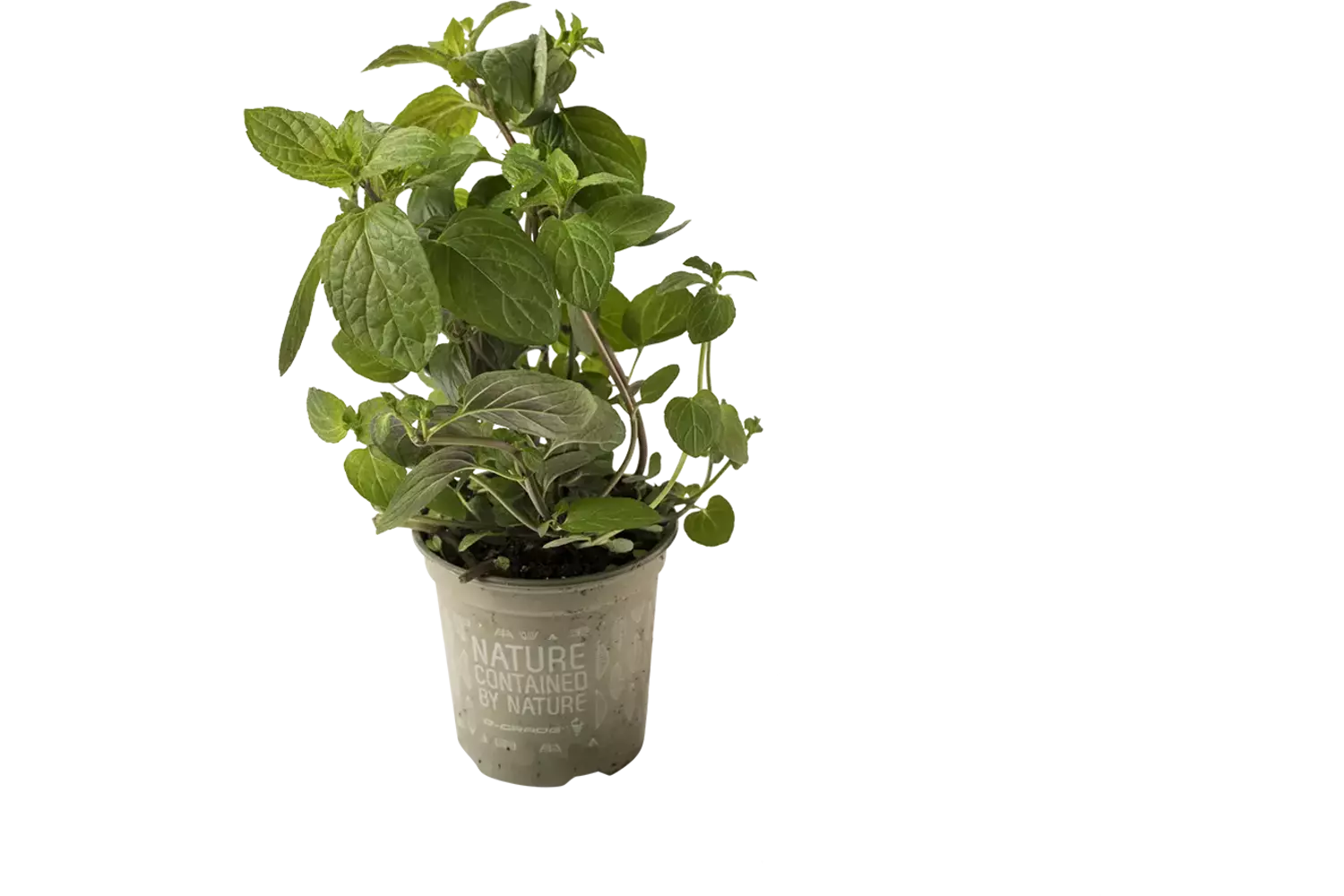 BIO Chocolade munt in pot doos 2st