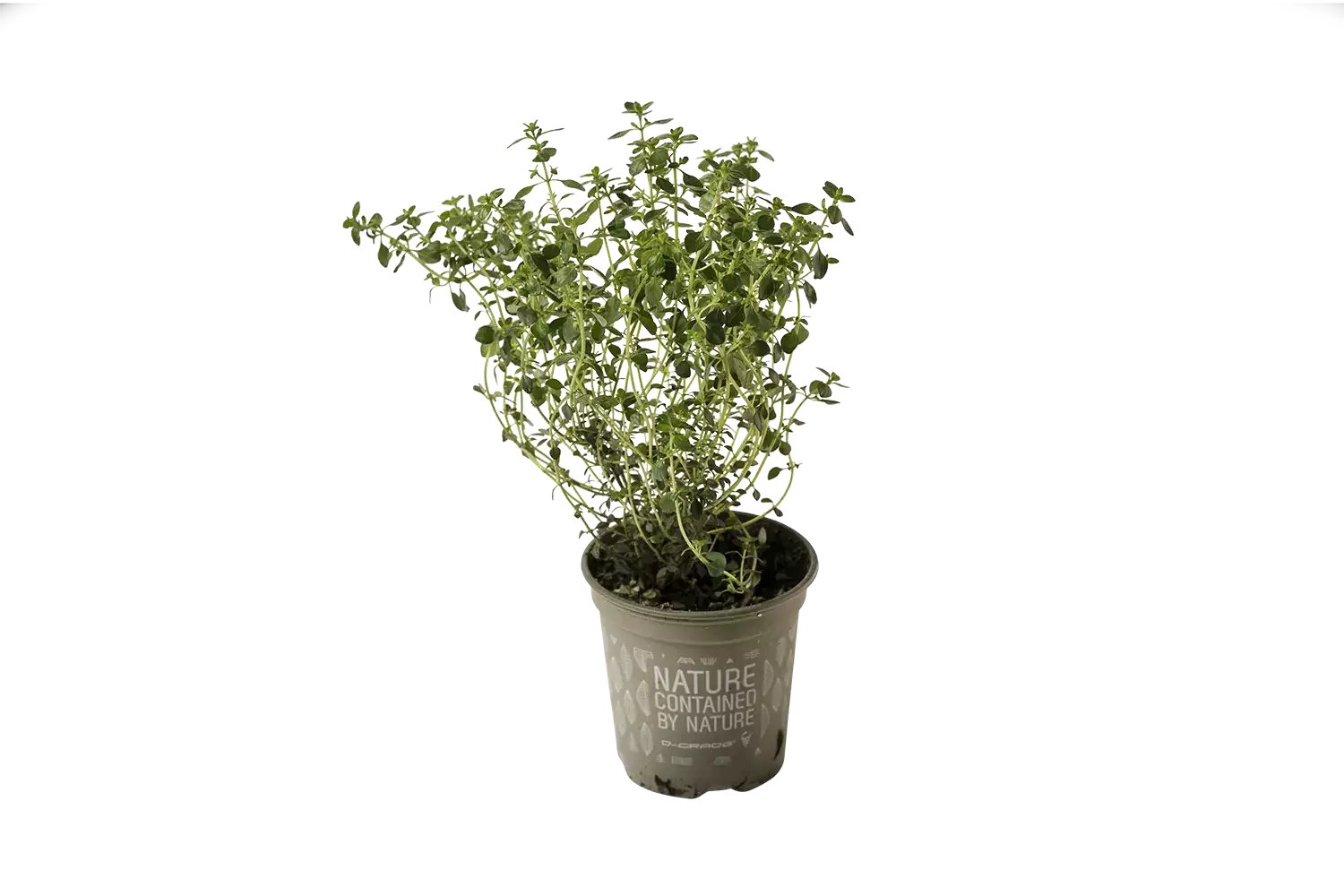 BIO Thym citron 2pc pièce