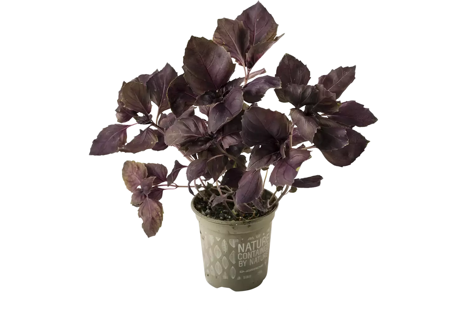 BIO basilicum rood in pot doos 2st