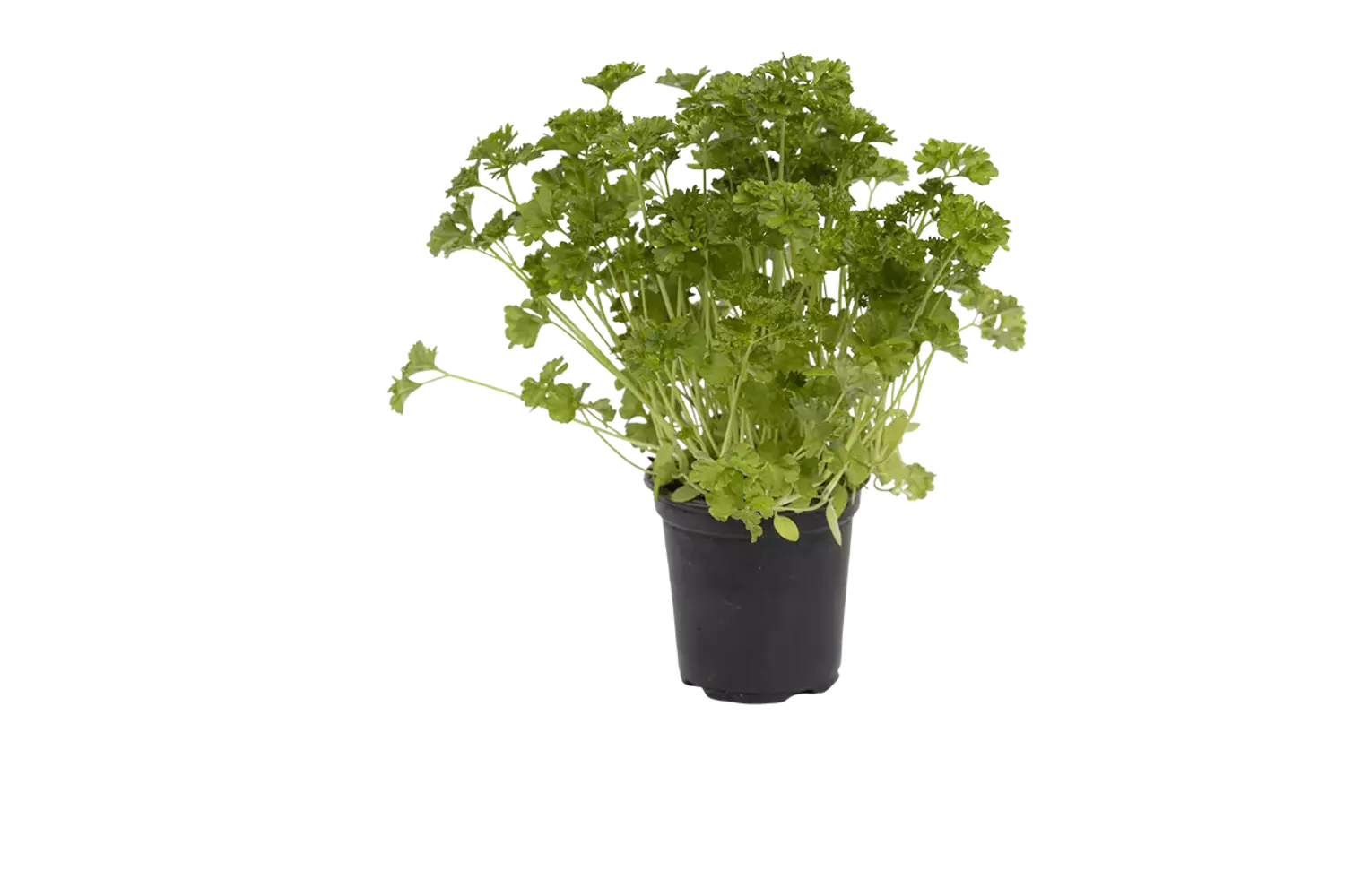 BIO Peterselie in pot doos 2st stuk
