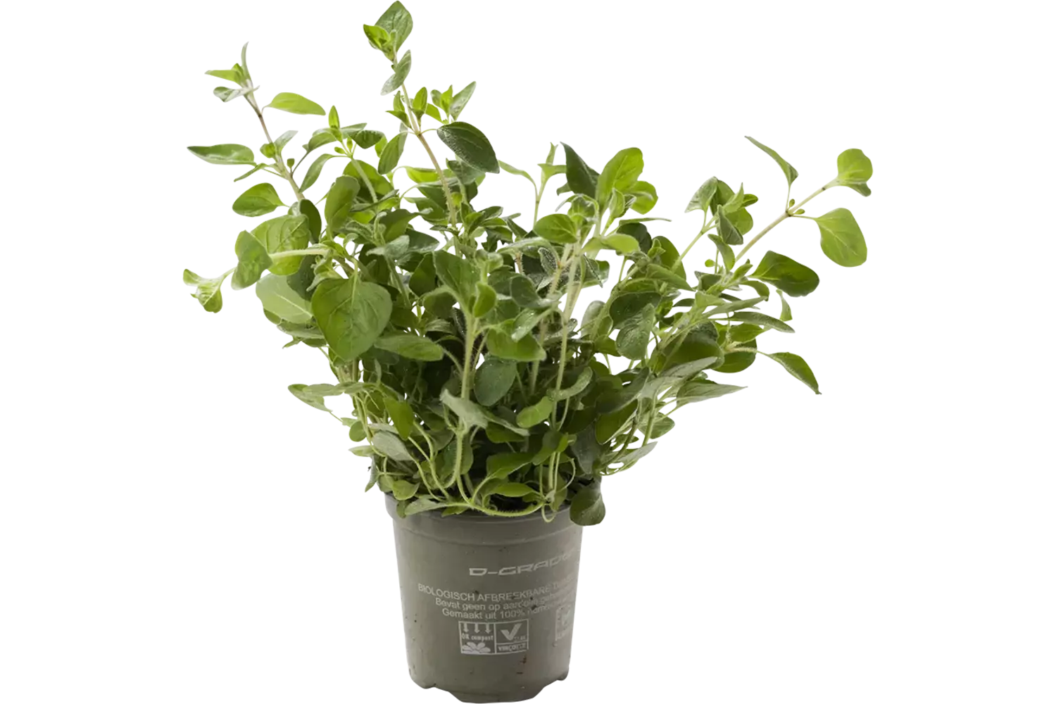 BIO Origan 2pc pièce