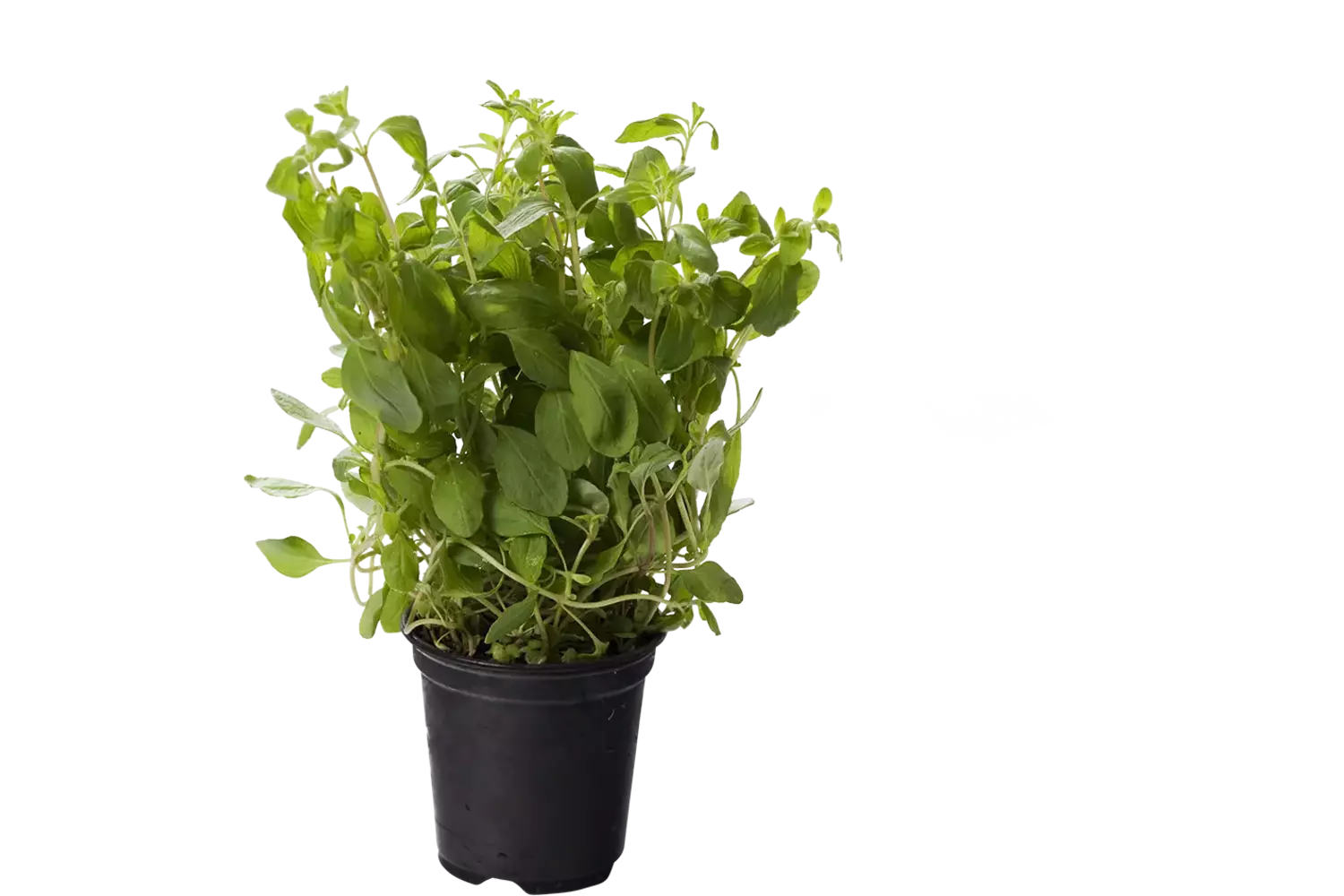 BIO Marjolaine 2pc pièce