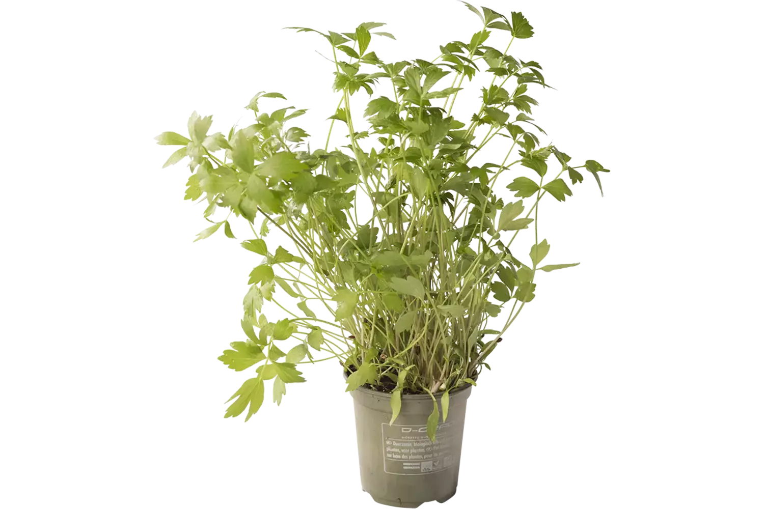BIO Lavas-maggi in pot doos 2st stuk