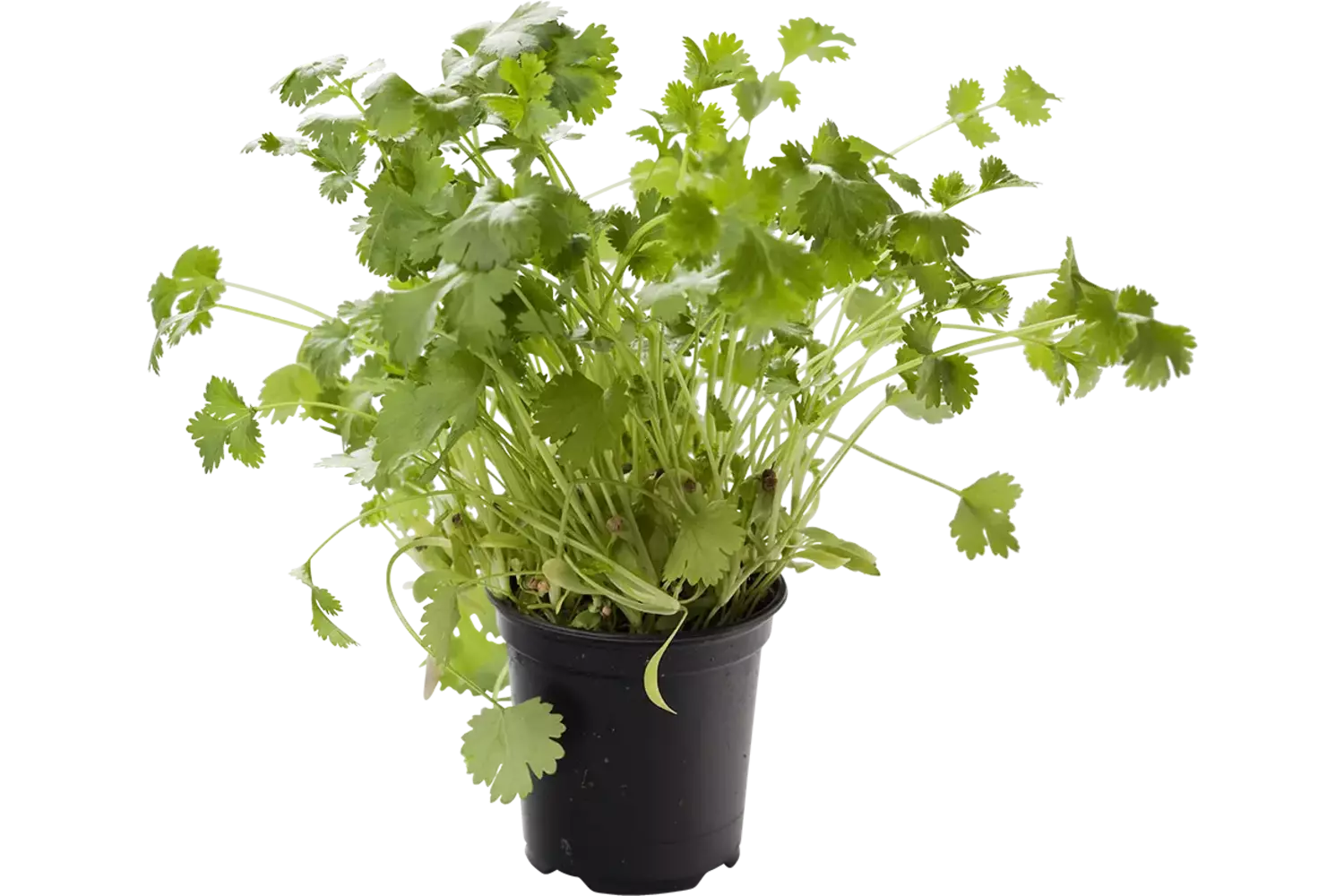 BIO Koriander in pot doos 2st stuk