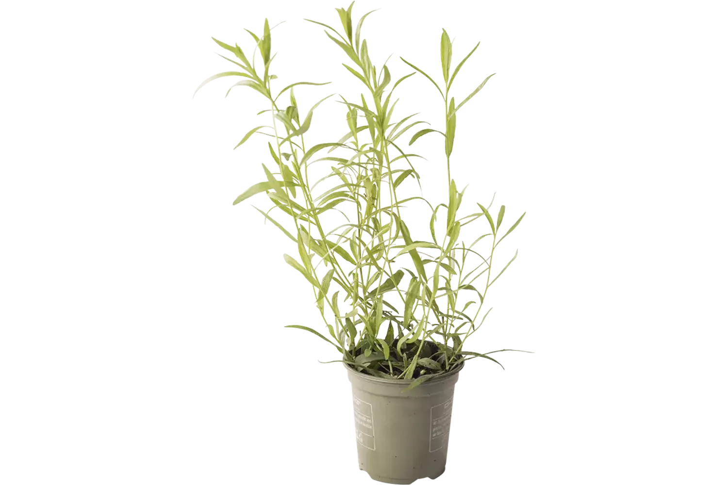 BIO Dragon in pot doos 2st stuk