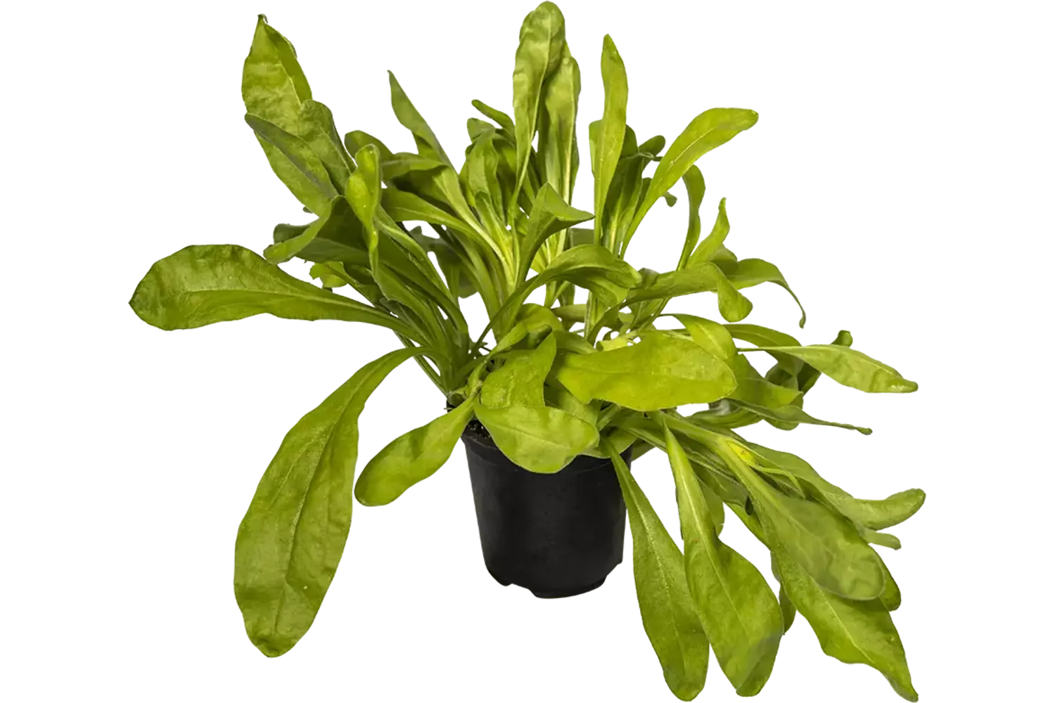 BIO Fleur d'or 2pc pièce