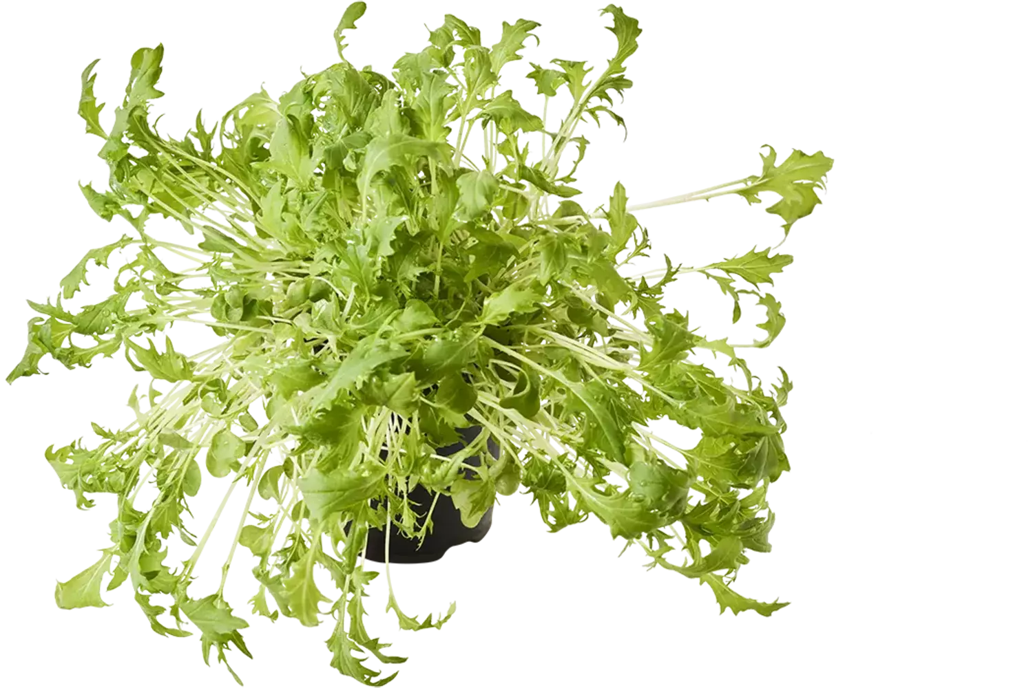 BIO Mizuna raapstelen in pot doos 2st stuk