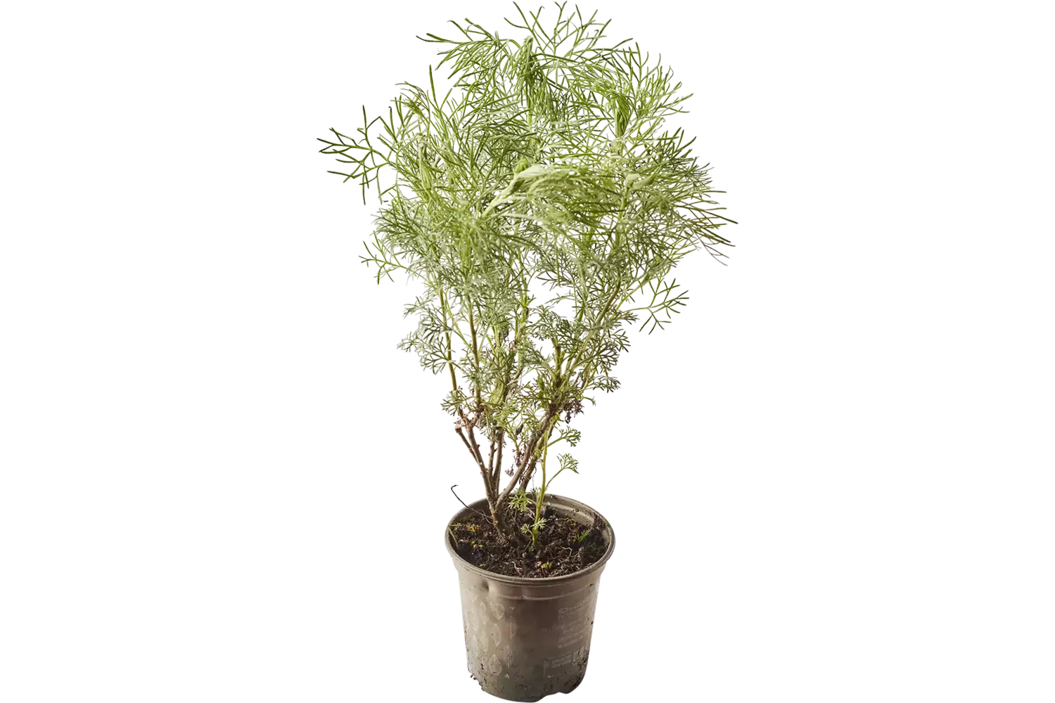 BIO Colakruid in pot doos 2st stuk