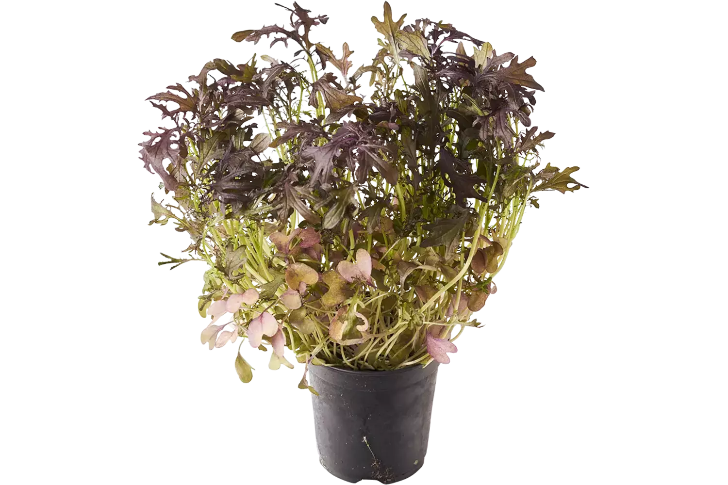 BIO Mosterd frills rood in pot doos 2st stuk
