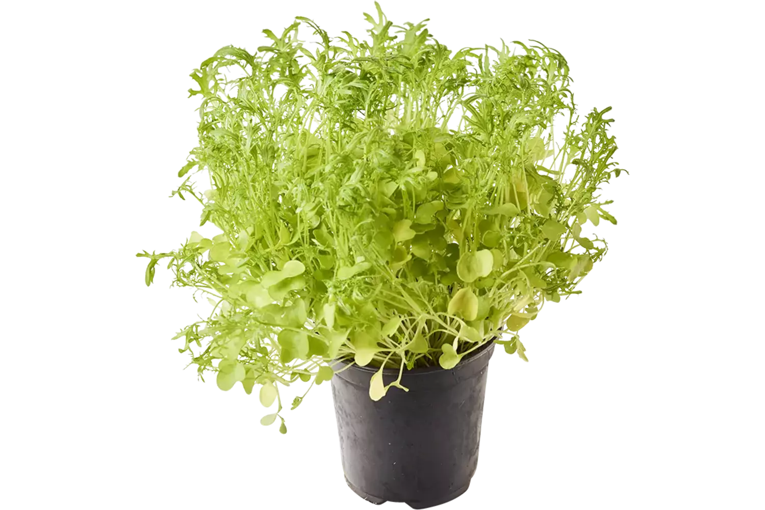 BIO Mosterd frills groen in pot doos 2st stuk