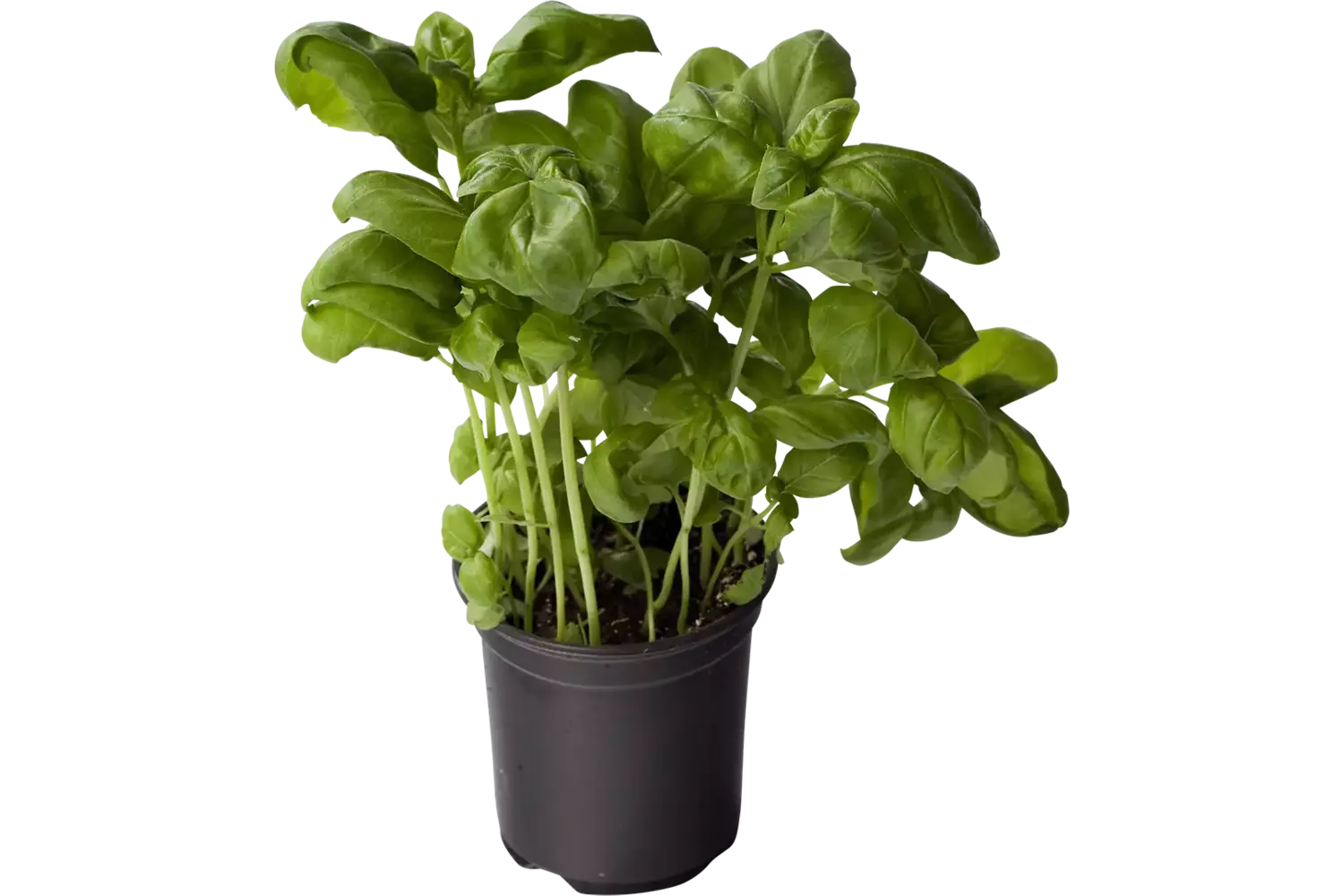 Organic basil in bucket crade 6 kilo