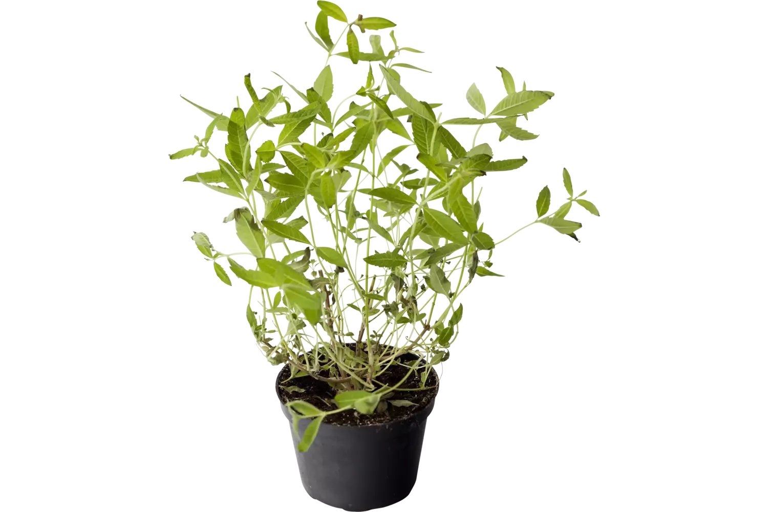 BIO Citroen Verbena in pot doos 2st