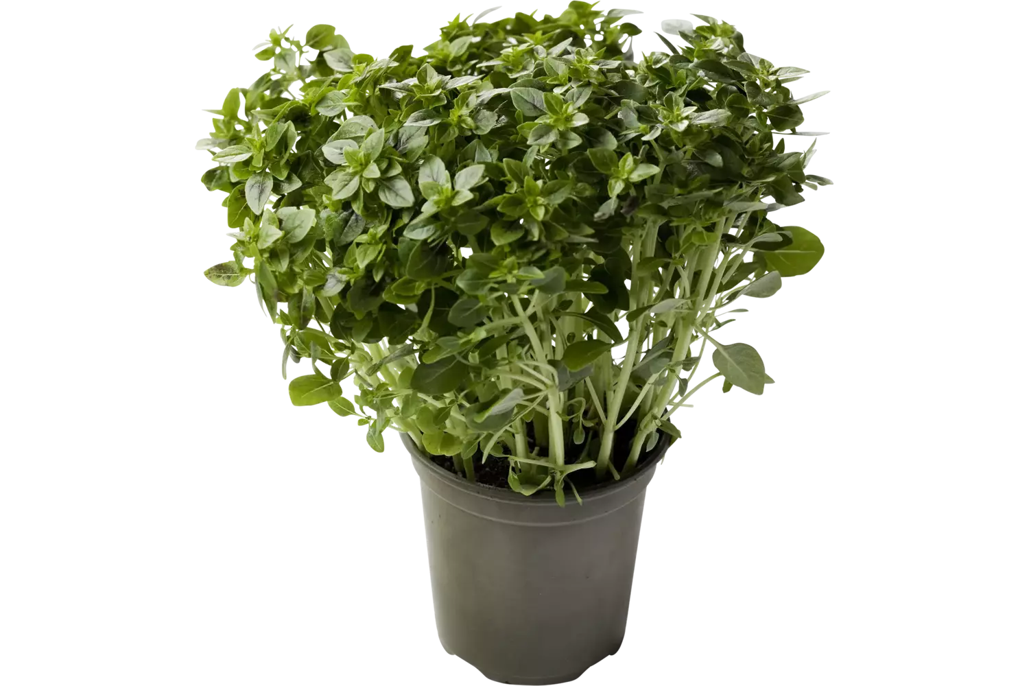 Basilicum fijn in pot doos 2st stuk