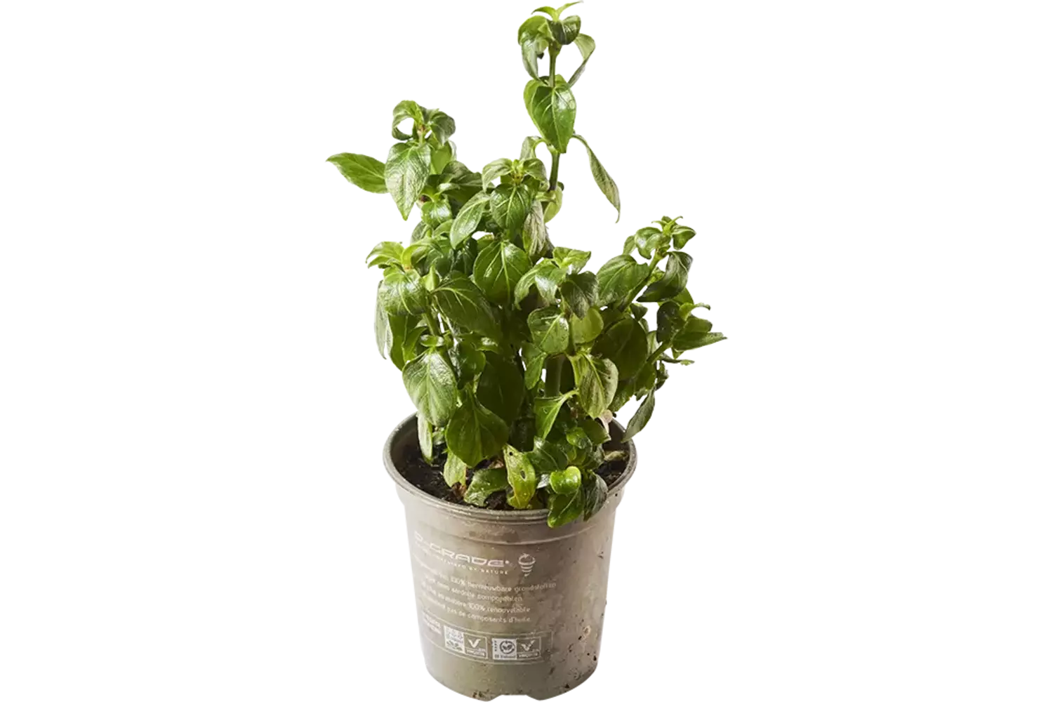 Feuille champignon blad in pot doos 2st stuk