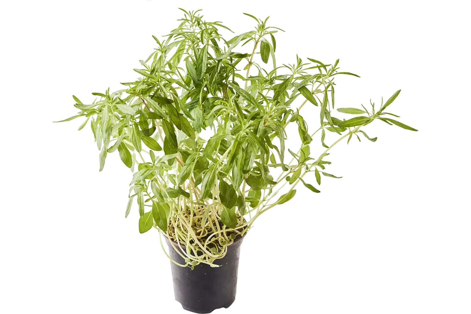 BIO Bonenkruid in pot doos 2st stuk