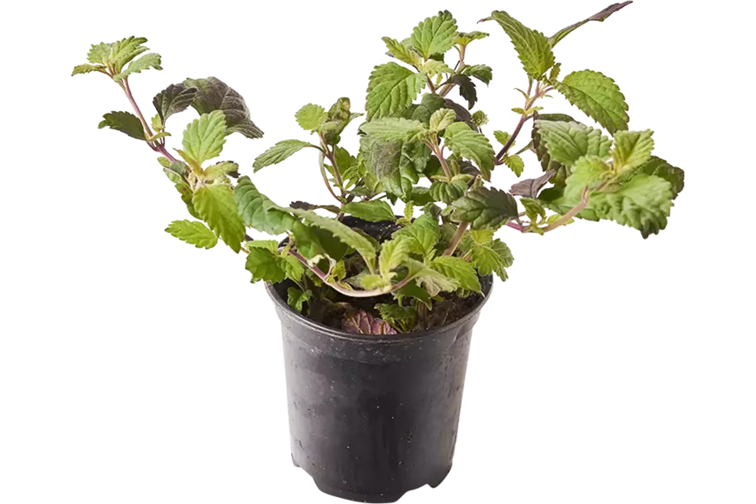 BIO Honing verbena in pot doos 2st stuk