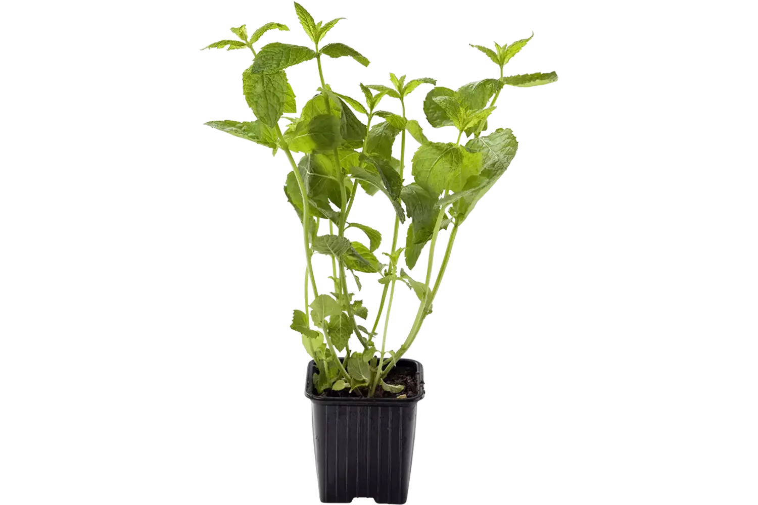 BIO Munt in grote pot kist 6 stuks