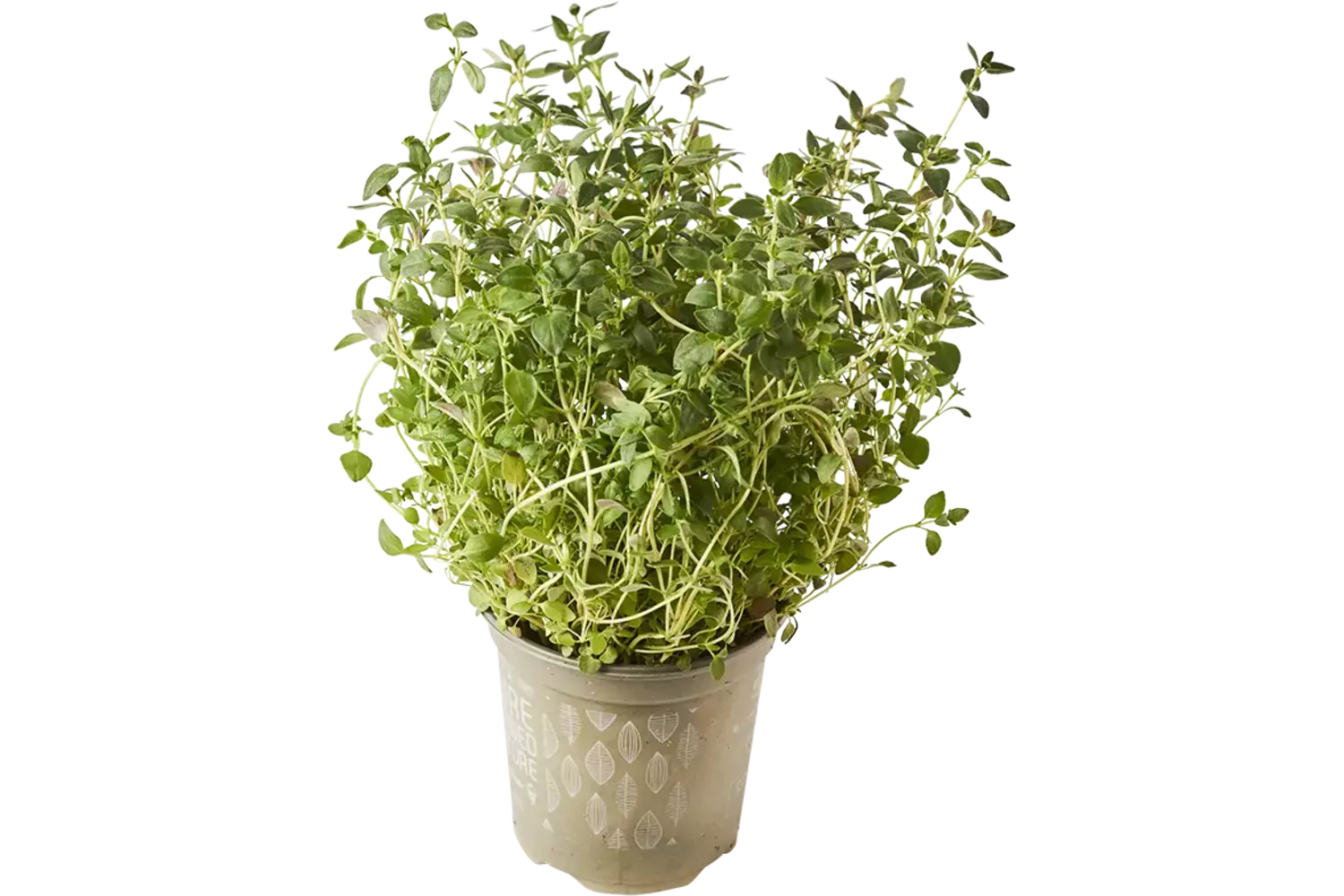 BIO Tijm in pot doos 2st stuk