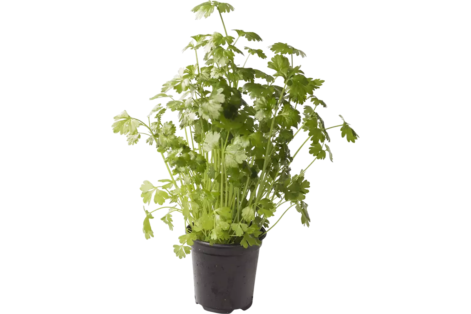 BIO Selderij in grote pot kist 6 stuks