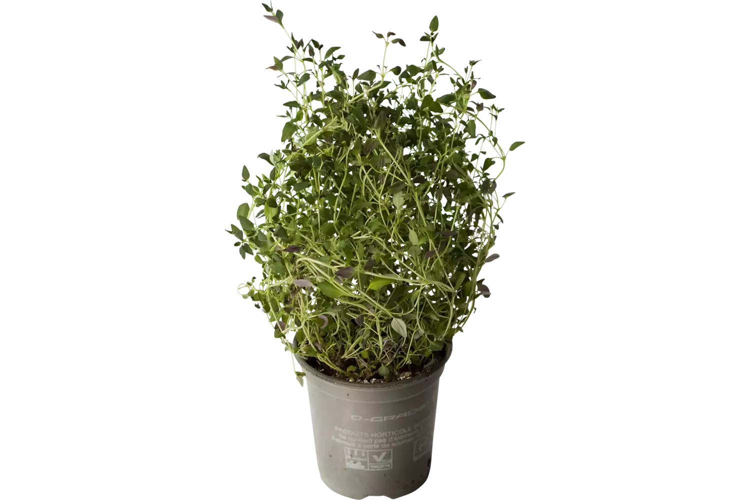 Organic Thyme in bucket crade 6 kilo