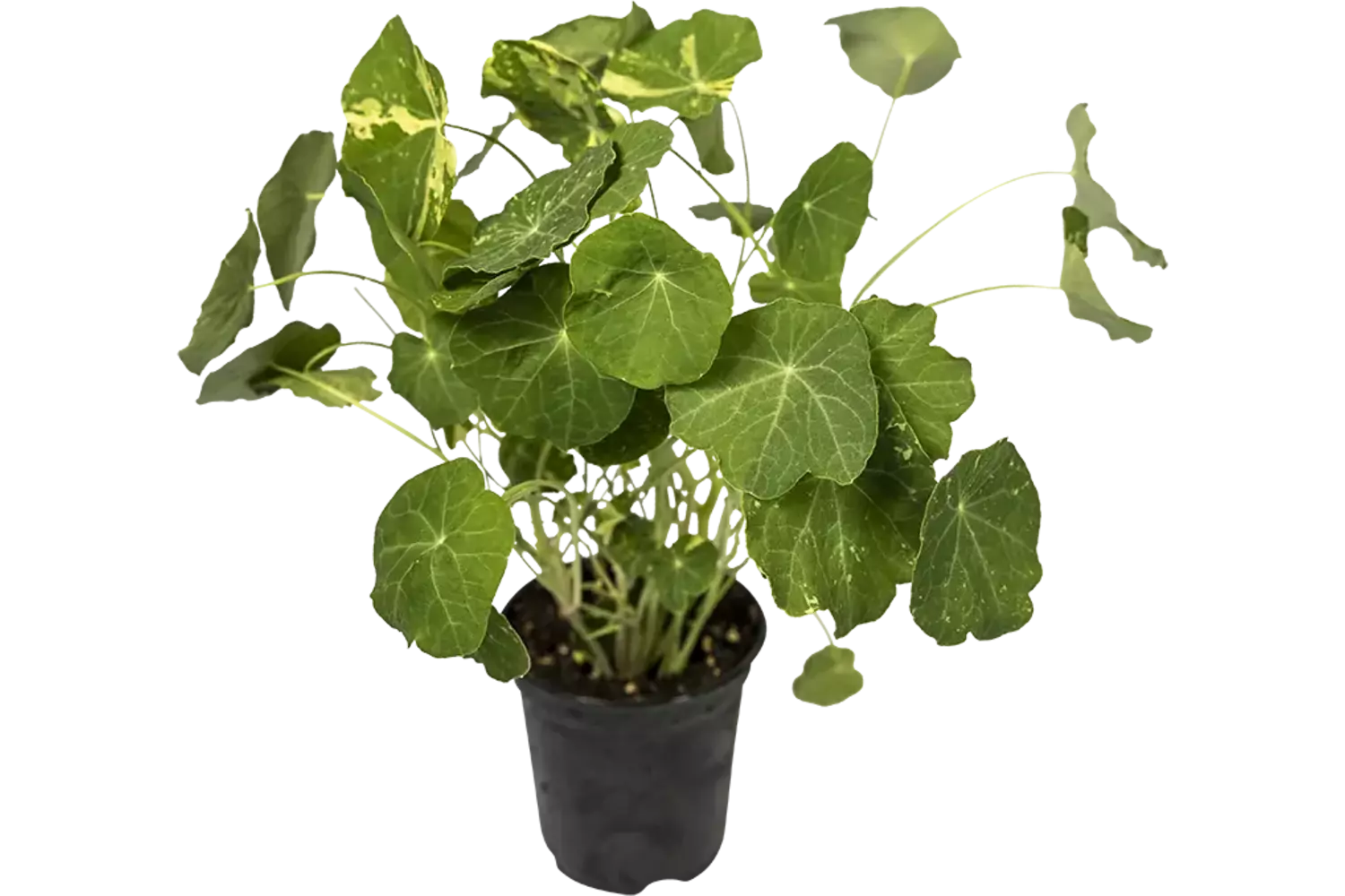 BIO Capucine en pot 2pc pièce