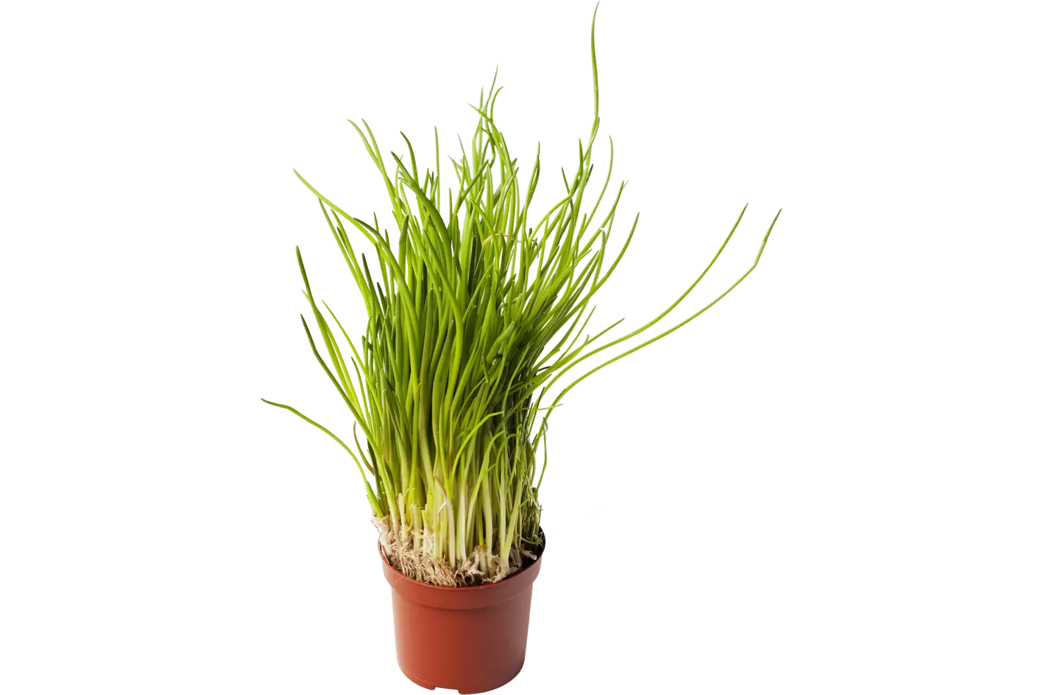 BIO Bieslook in pot doos 2st stuk
