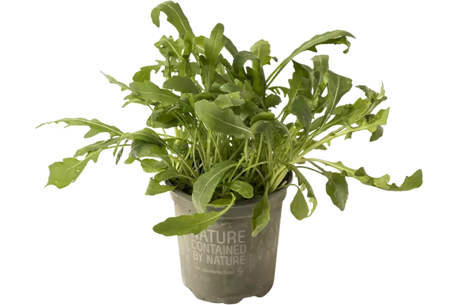BIO Rucola in pot doos 2st stuk