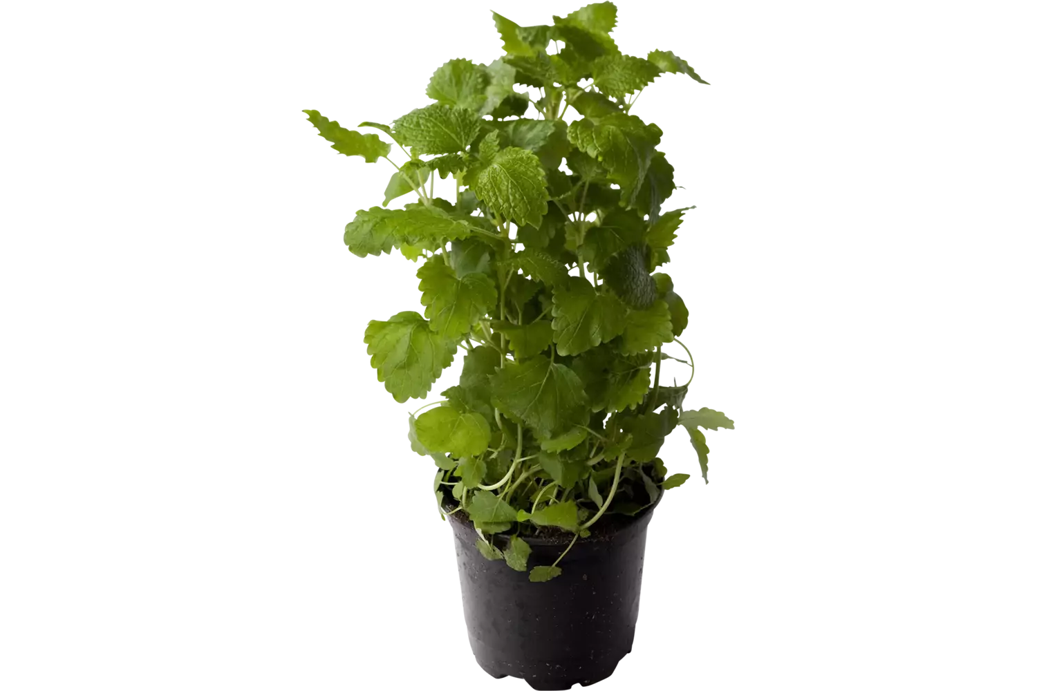 BIO Citroenmelisse in pot doos 2st