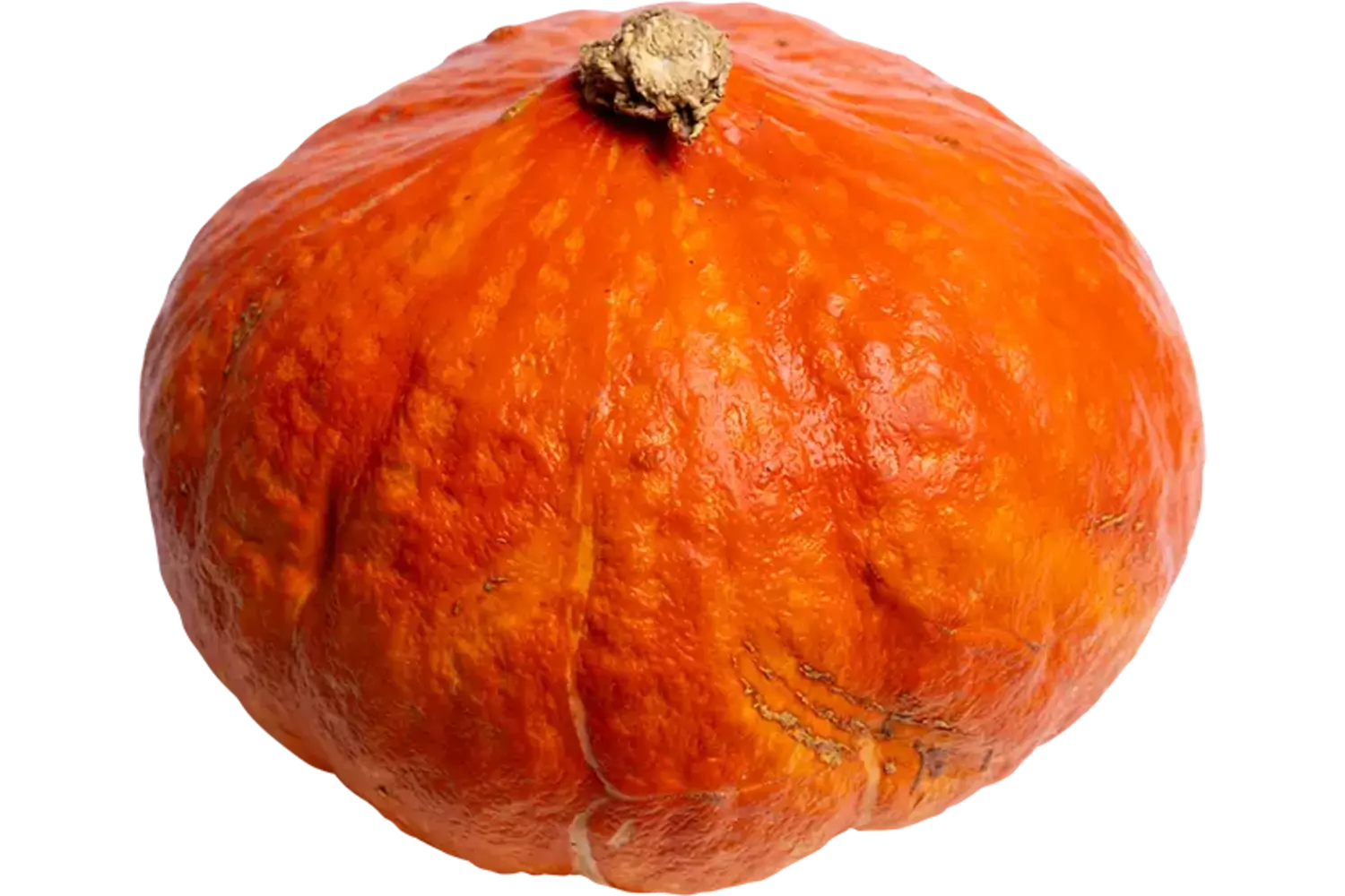 Hokkaido pompoen regeneratief stuk