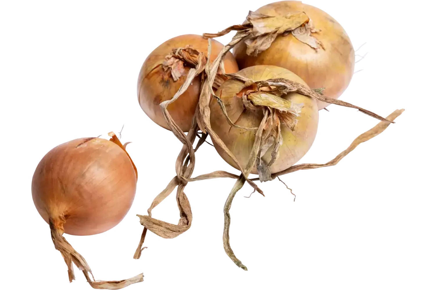 Uien 60-80 regeneratief kist 5 kilogram