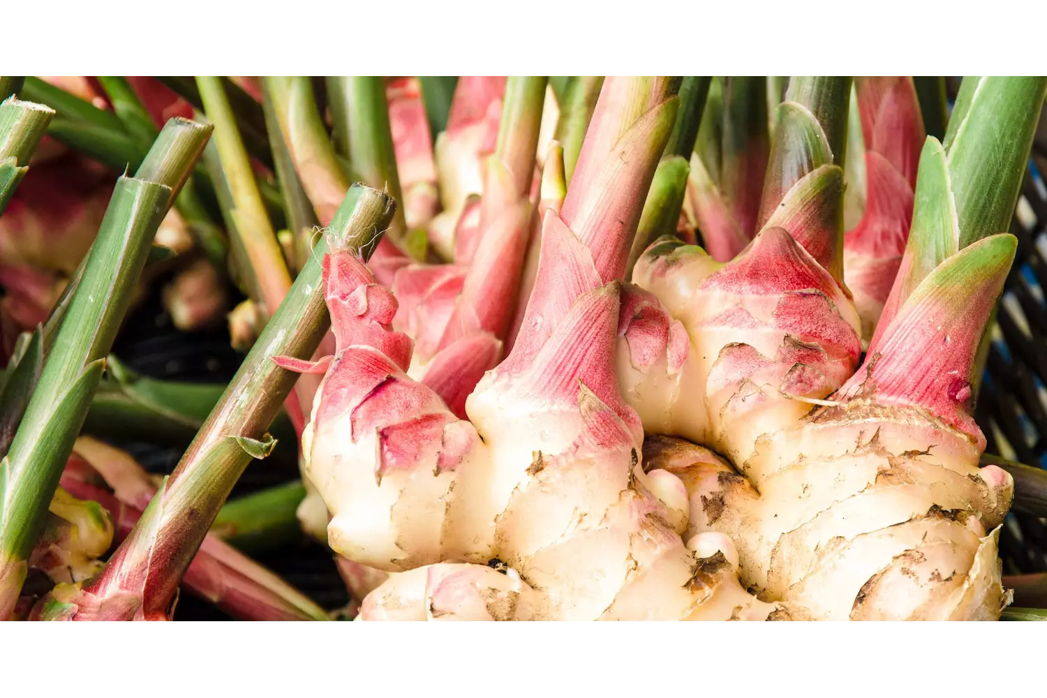 Gember vers verpakt 1kg kist 5 stuks