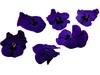 Eetbare bloem paarse viooltjes 20-25st stuk