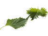 Green leaves (15 blaadjes-schaal) kist 12 stuks