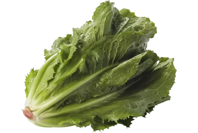 Endive holland +--800g pièce