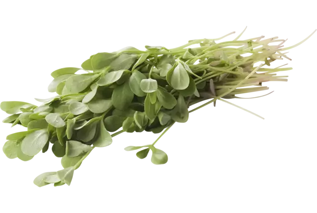 Postelein verpakt 250gr