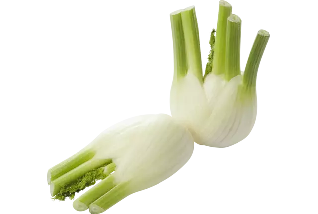 Venkel (+-- 375 gr)