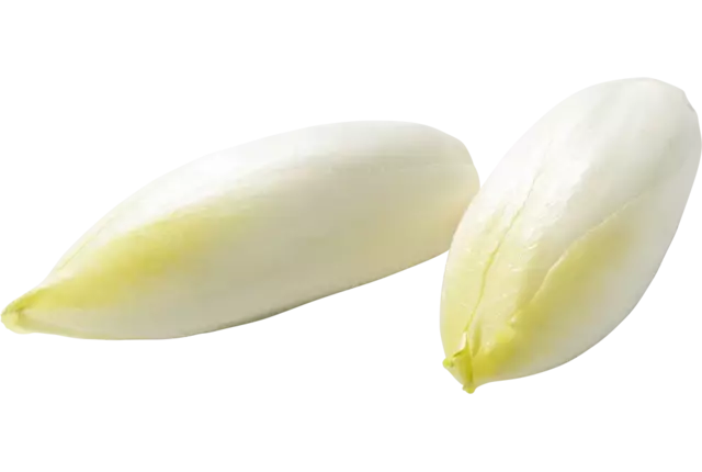Witlof lang kist 5 kilogram