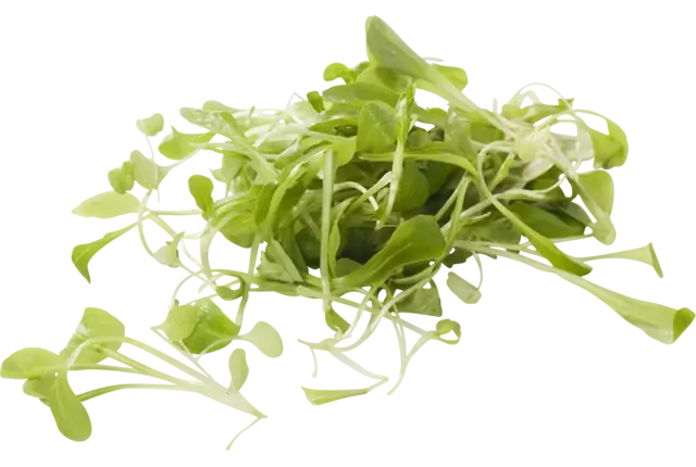 Broeivet kist 1 kilogram