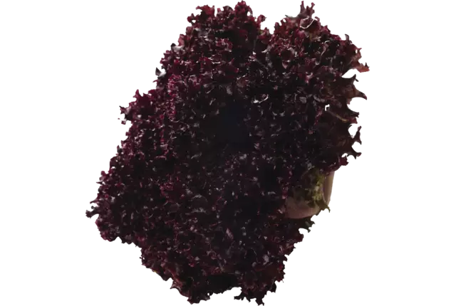 Lollo rosso stuk
