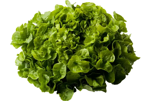 Eikenbladsla groen kist 8 stuks
