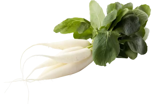 Radis blanc pièce