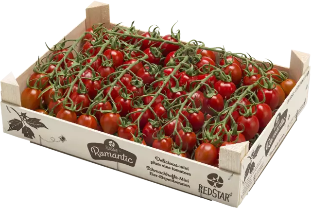 Romantic mini pruimtrostomaten kist 3 kilogram