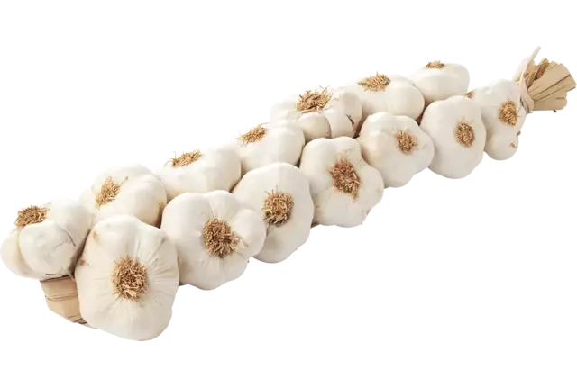 Knoflook streng 1kg stuk