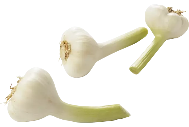Knoflook nat (vers) kist 5 kilogram