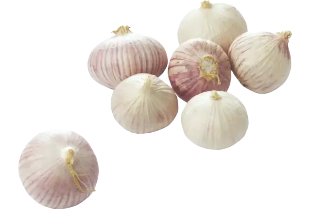 Knoflook solo 250gr stuk