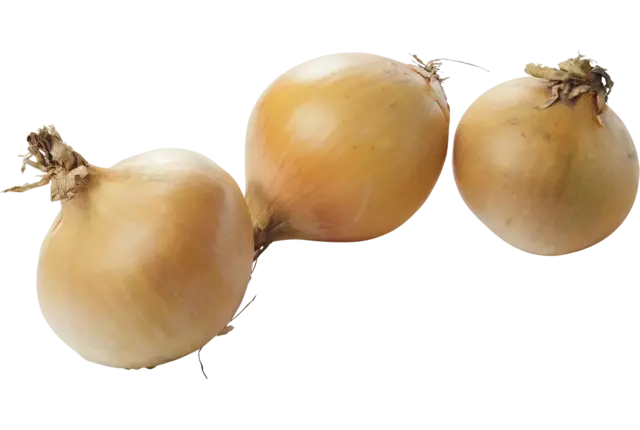 Uien middel verpakt kist 5 kilogram